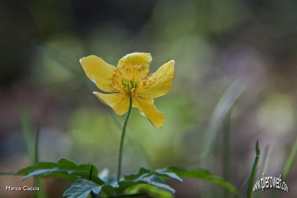 36_anemone ranuncoloides (anemone gialla).jpg